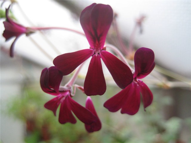 Pelargonium sidoides
